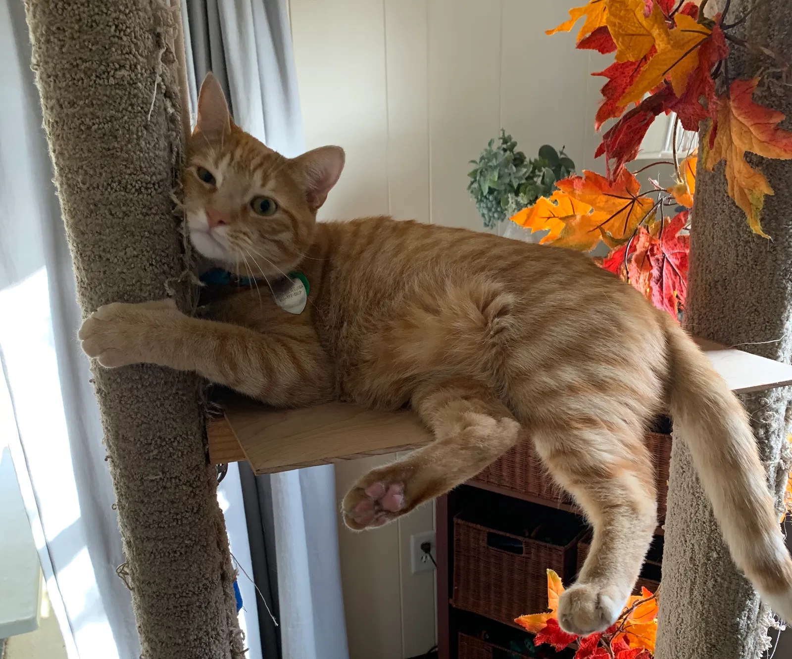 Lost cat in Reynoldsburg, OH, 43068