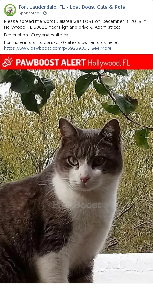 Lost cat in Hollywood, FL, 33021
