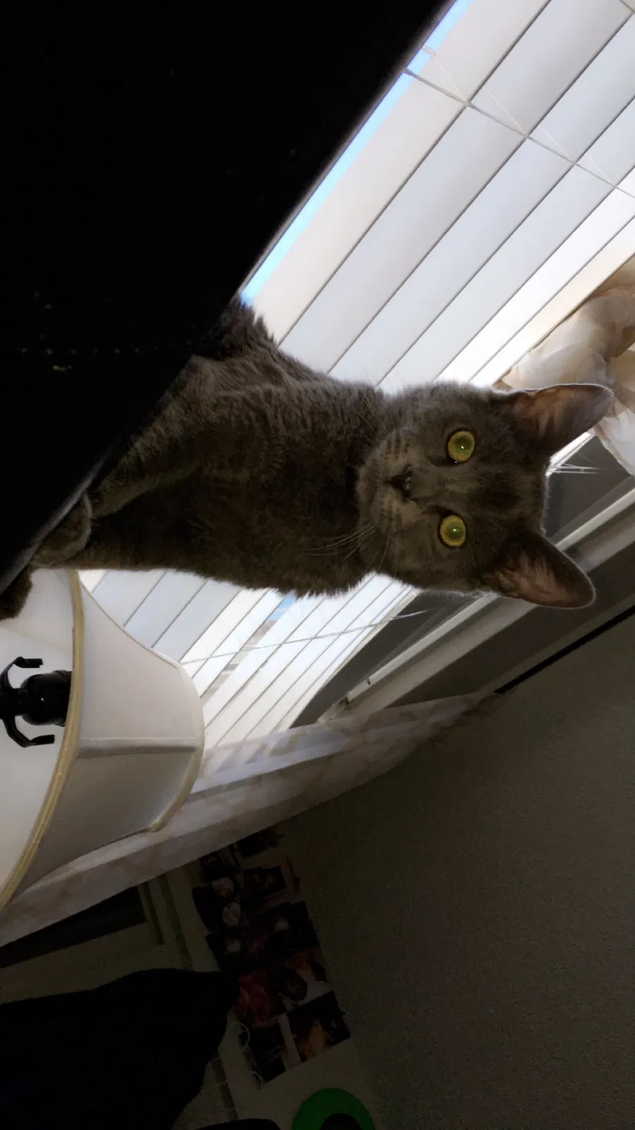 Lost cat in Fort Collins, CO, 80524