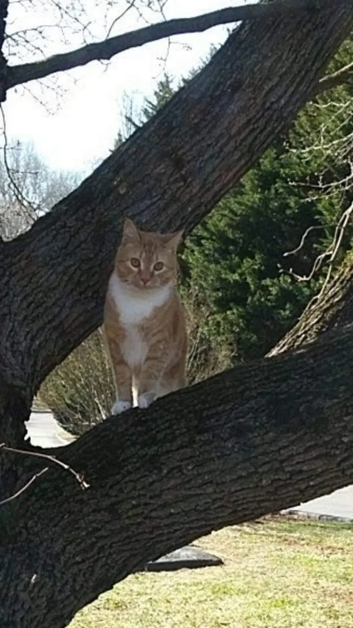 Lost cat in Hickory, NC, 28601