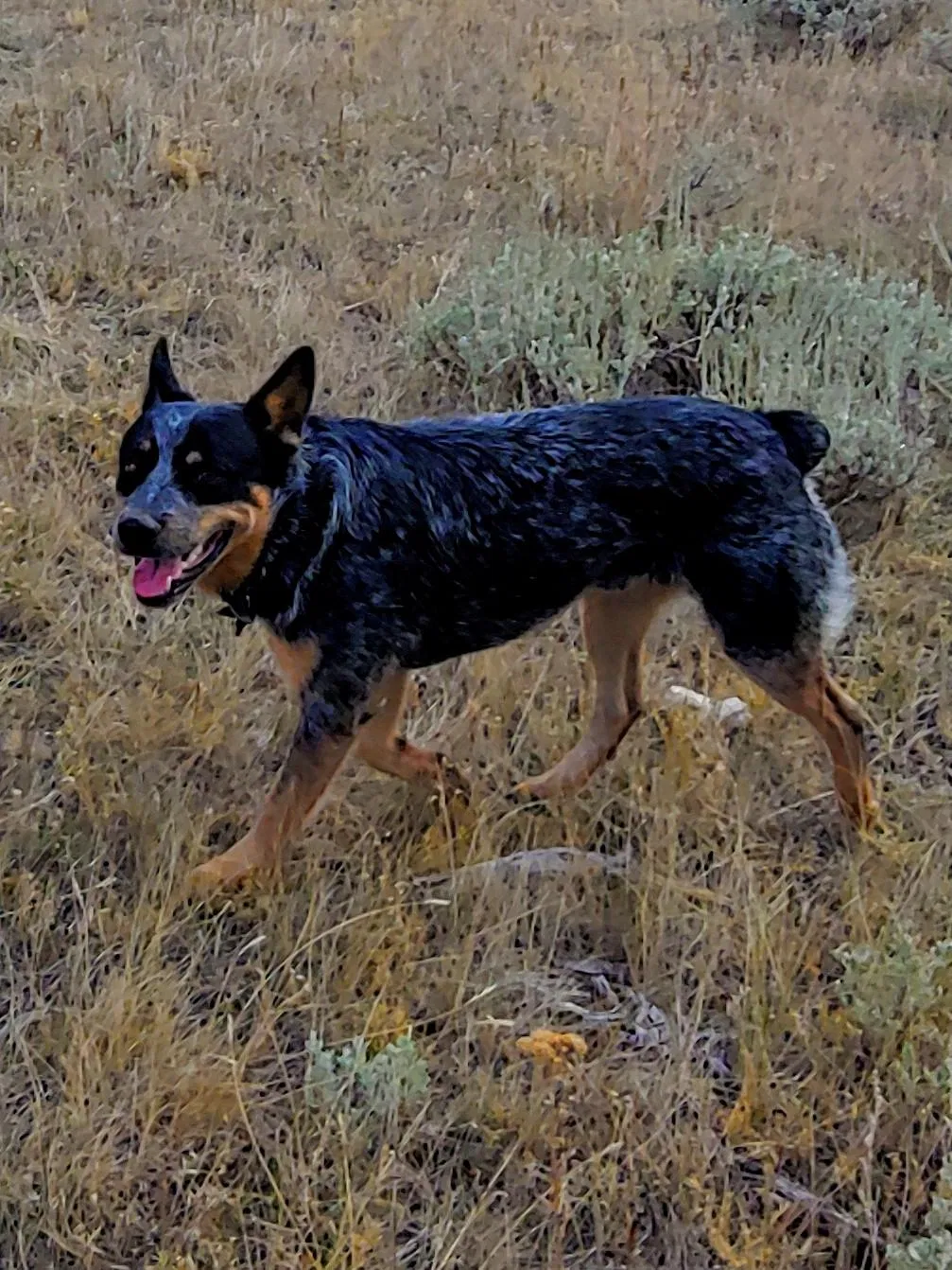 Lost dog in Keenesburg, CO, 80643