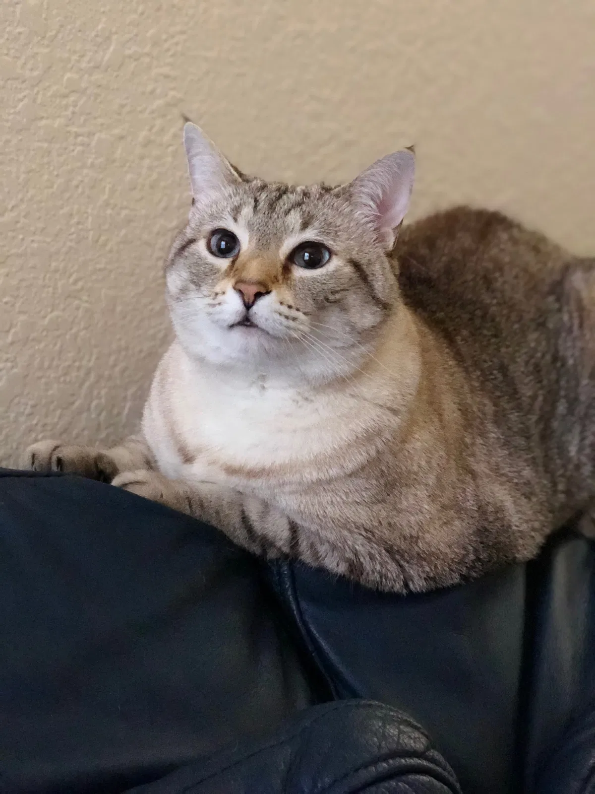 Lost cat in Cedar Park, TX, 78613