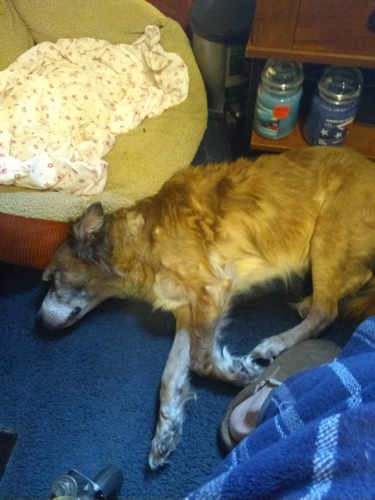 Lost dog in Lima, OH, 45801