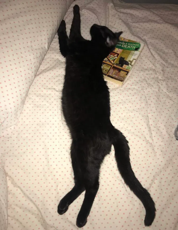 Lost cat in Stockton, CA, 95209