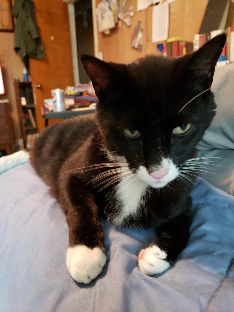 Lost cat in Carmel, NY, 10512