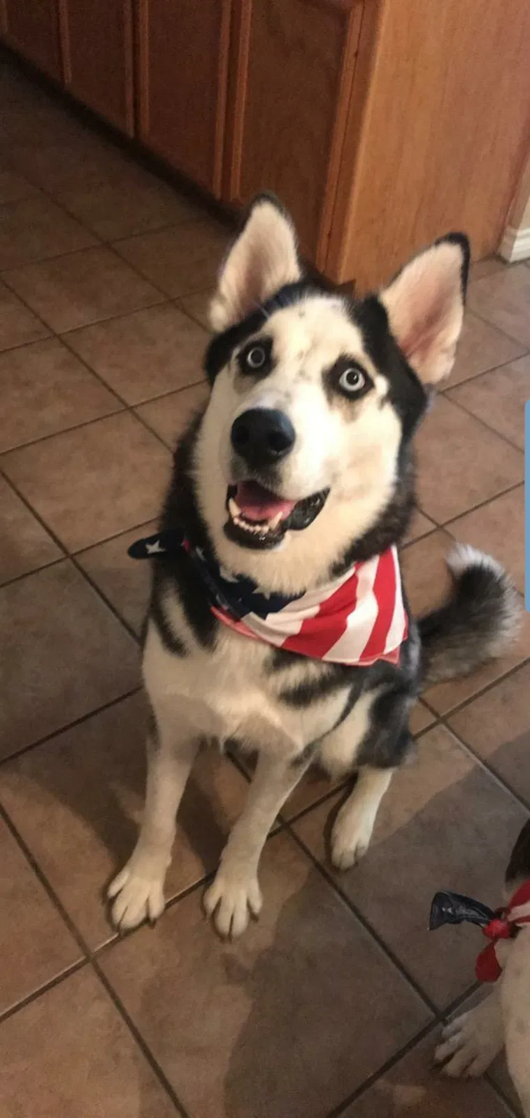 Lost dog in Killeen, TX, 76541
