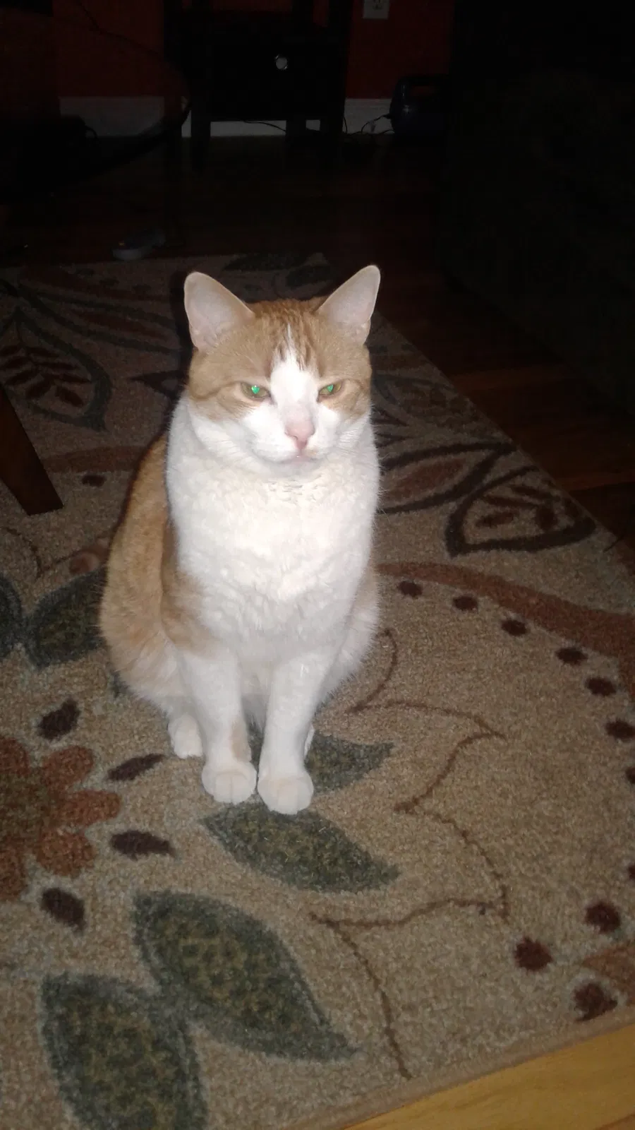 Lost cat in Southgate, MI, 48195