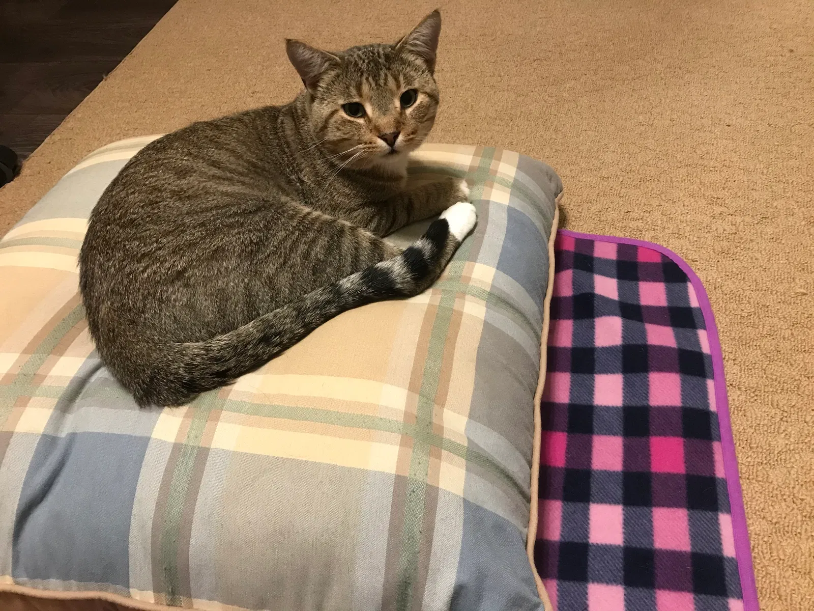Lost cat in Cable, OH, 43009
