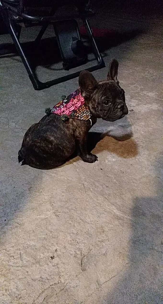 Lost dog in Moreno Valley, CA, 92555