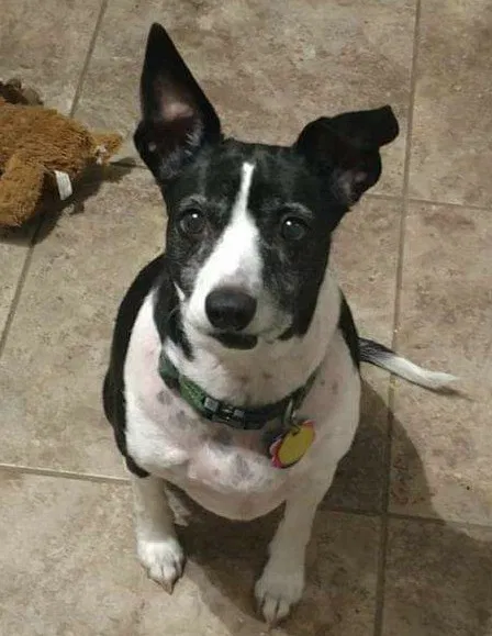 Lost dog in Woodward, IA, 50276