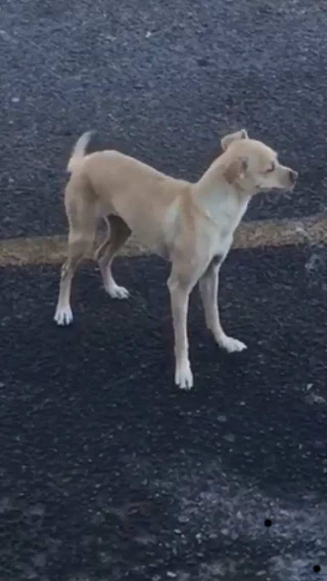 Lost dog in Vineland, NJ, 8360