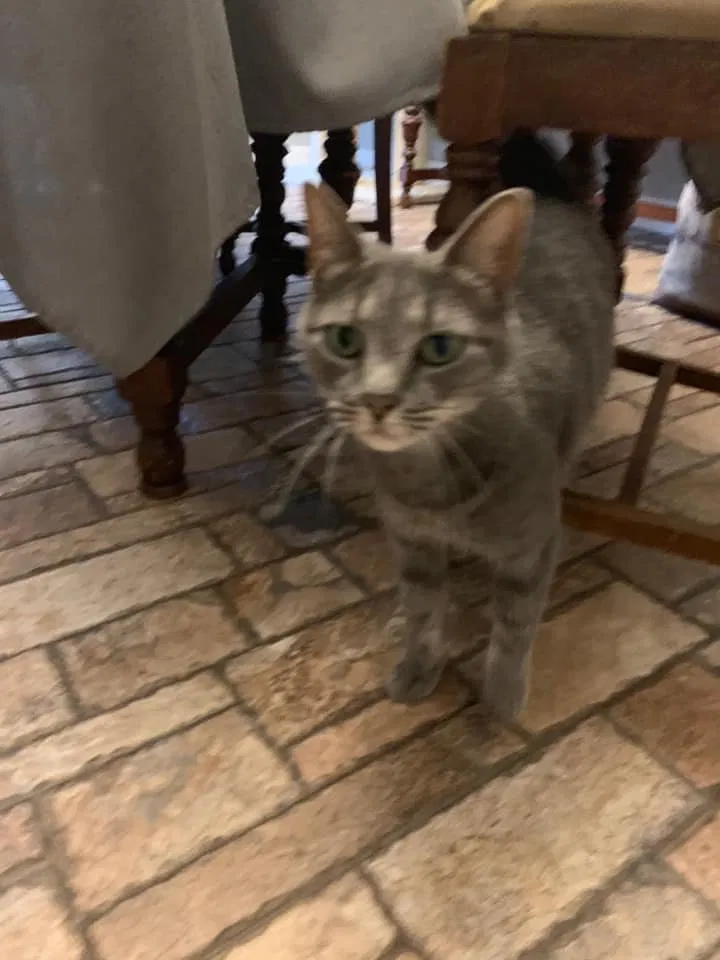 Lost cat in Gainesville, GA, 30501