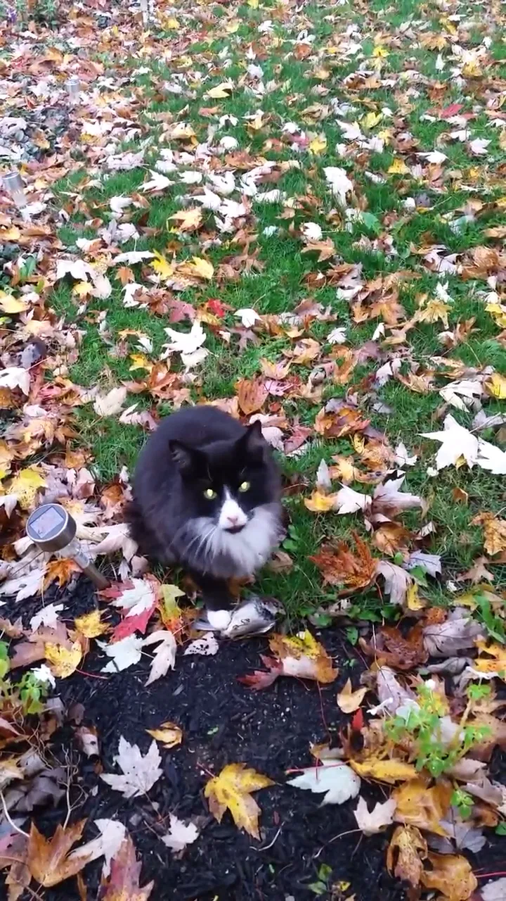 Lost cat in Elyria, OH, 44035