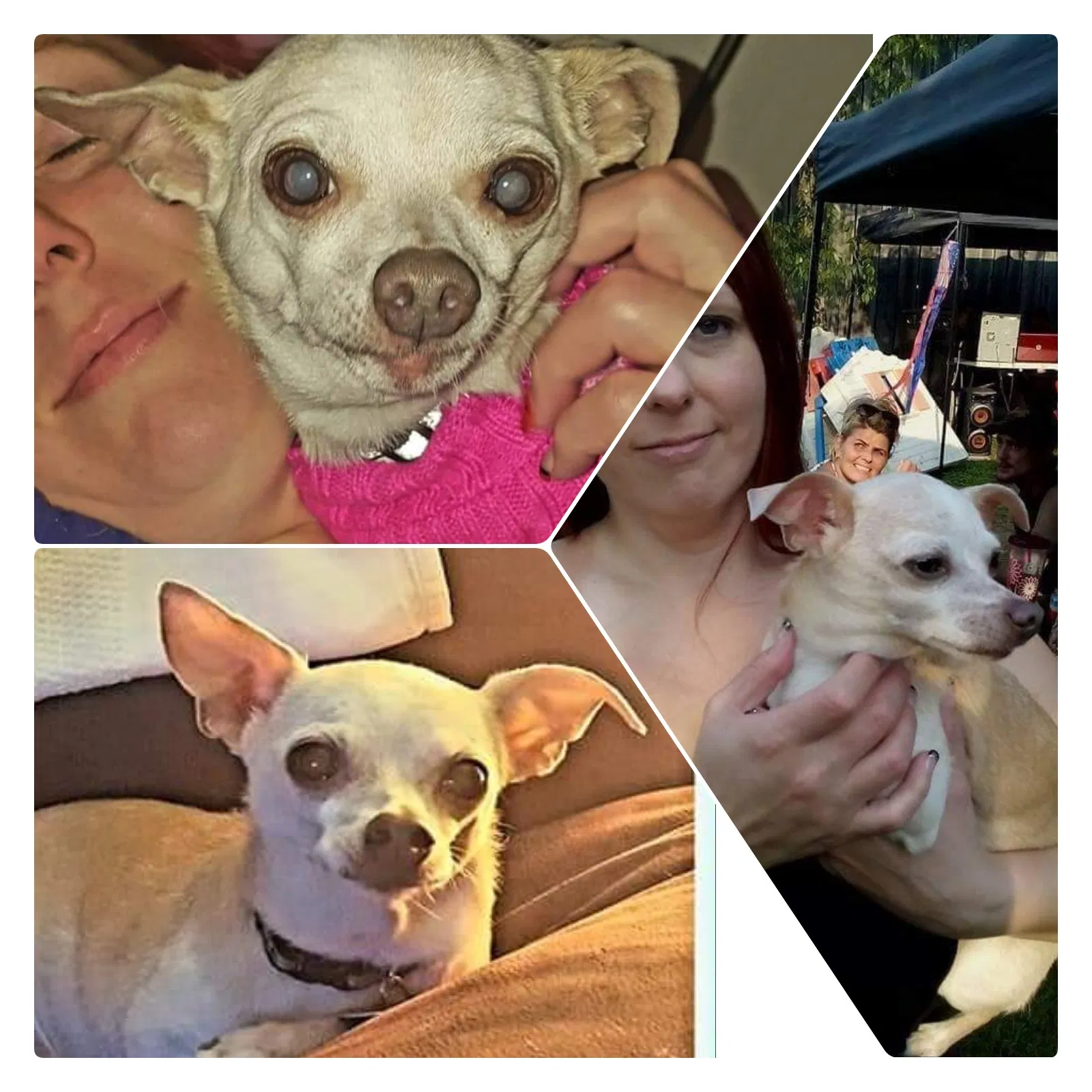 Lost dog in Blairsville, PA, 15717