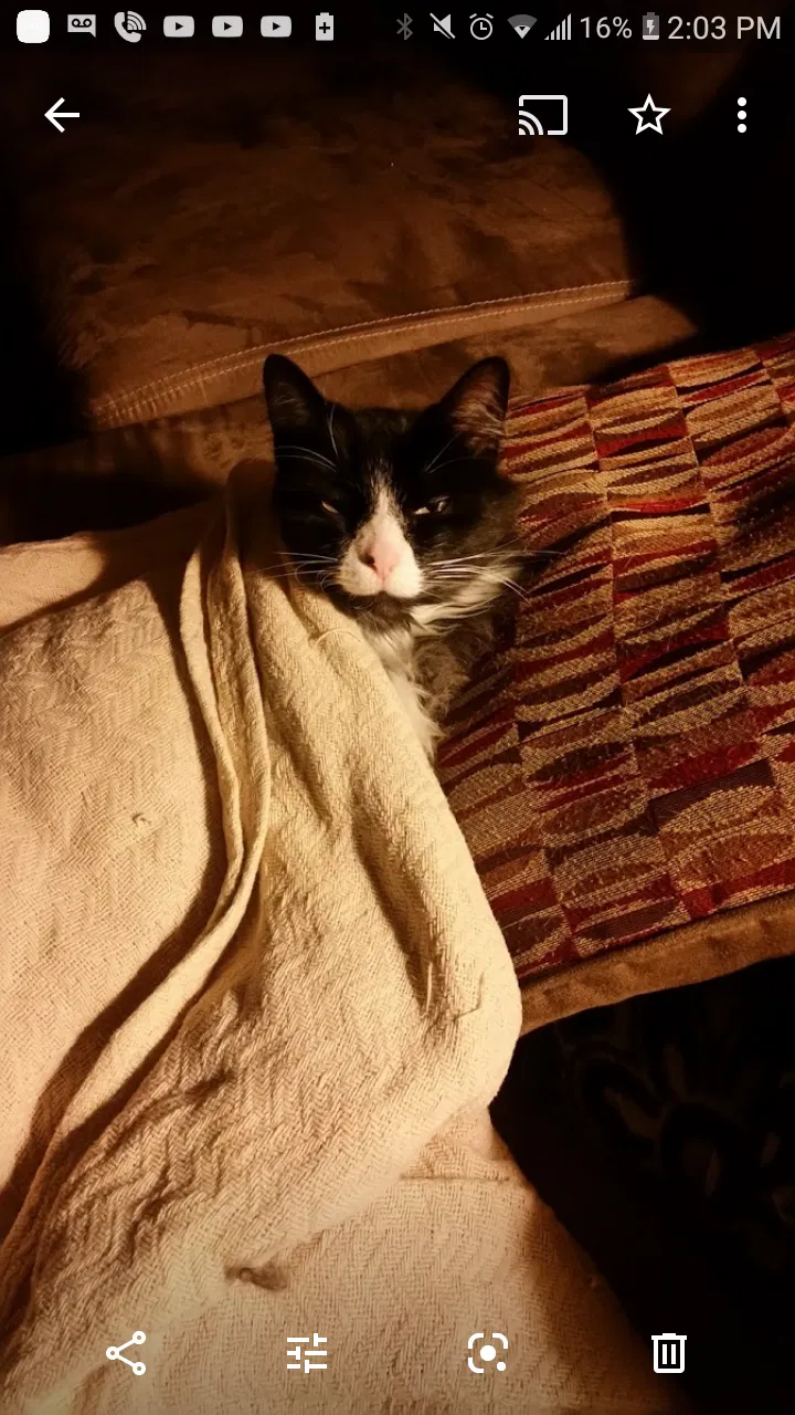 Lost cat in Elyria, OH, 44035
