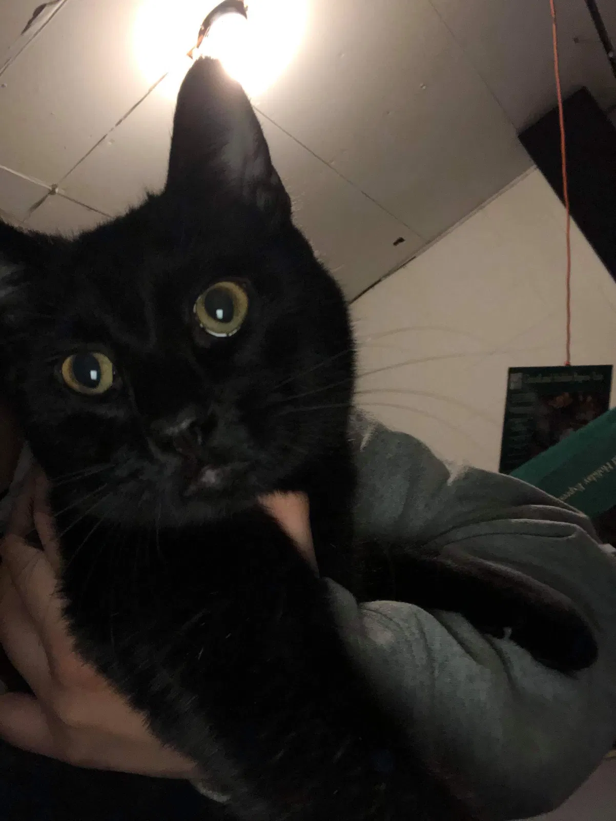 Found cat in Minneapolis, MN, 55425