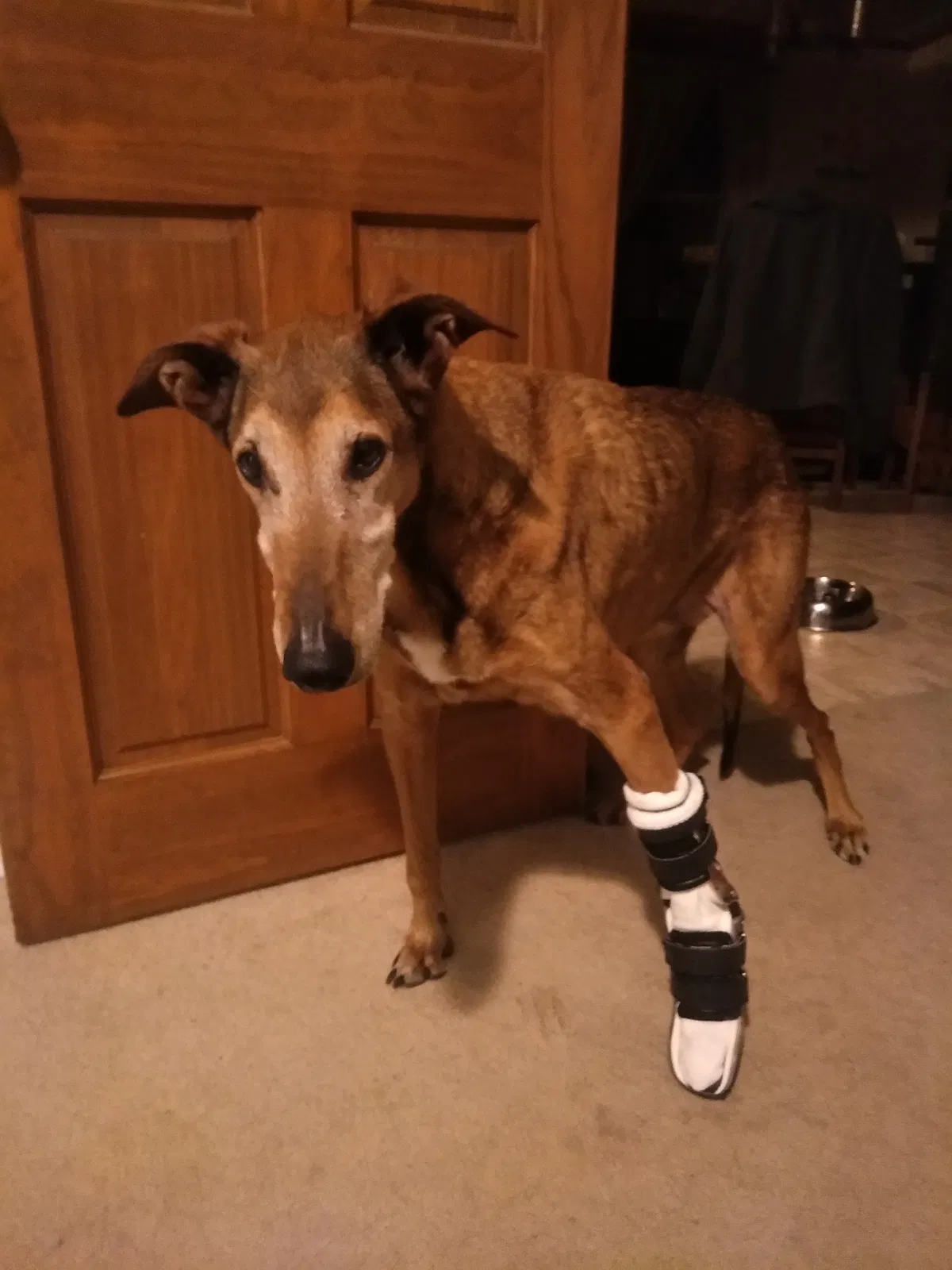 Lost dog in Elbert, CO, 80106
