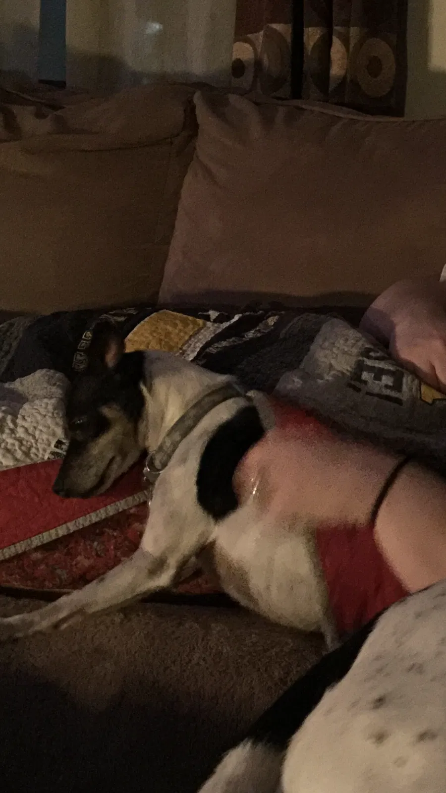 Lost dog in Fort Worth, TX, 76112