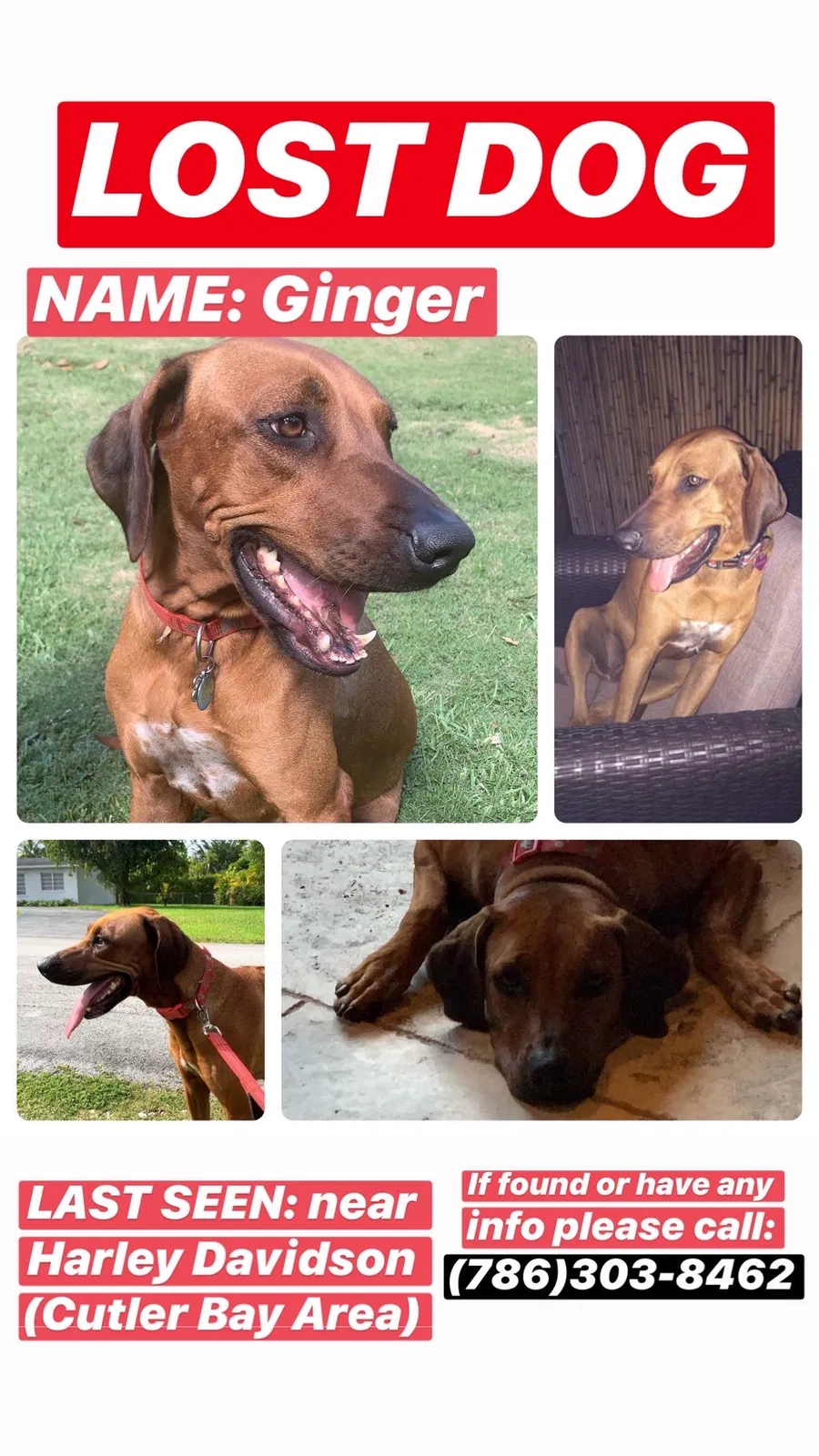 Lost dog in Miami, FL, 33156