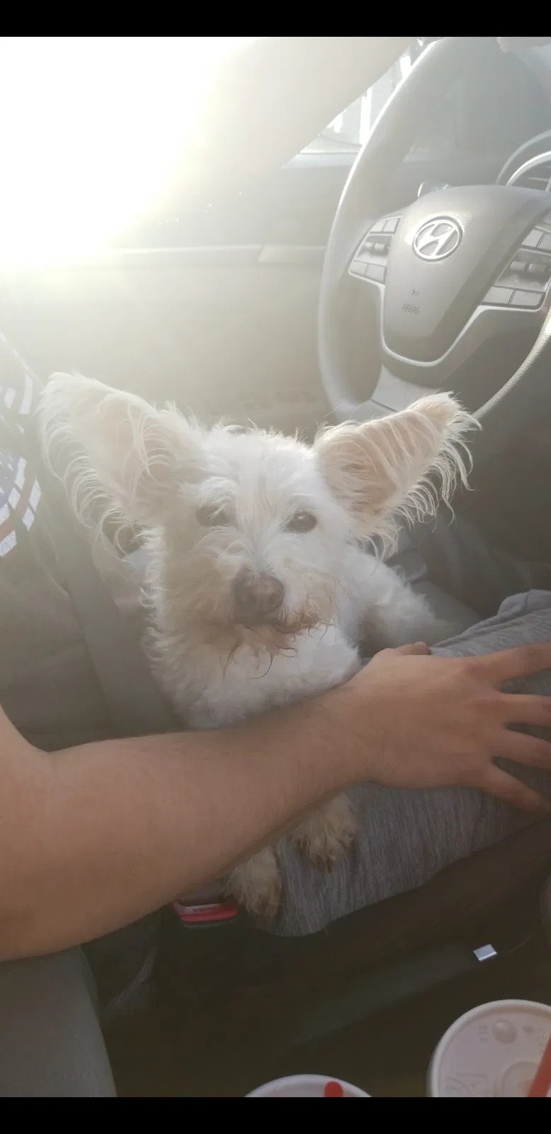 Lost dog in Joshua, TX, 76058