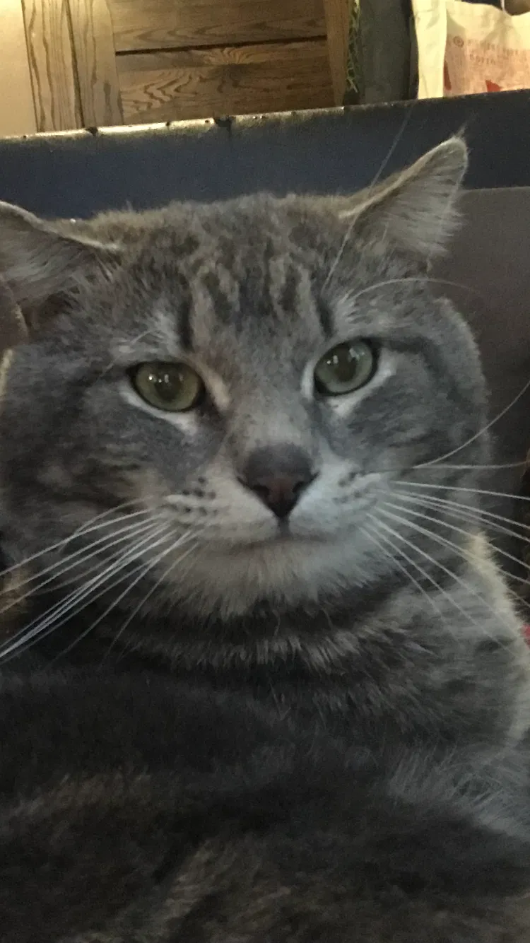 Lost cat in Saint Paul, MN, 55106
