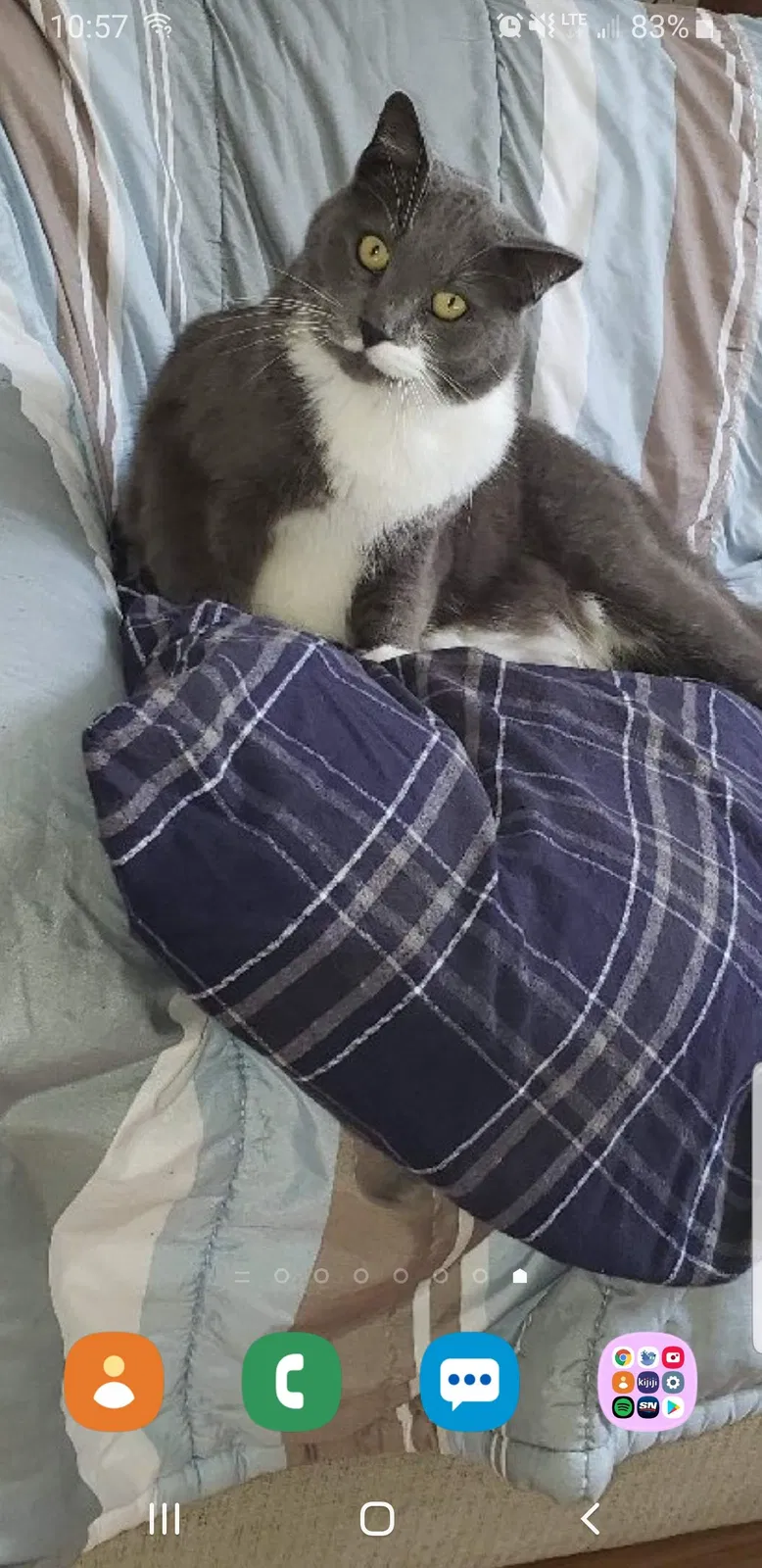 Lost cat in Unknown, CA, 0