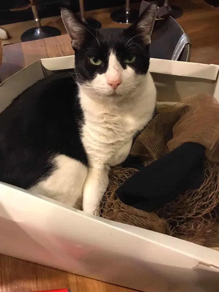 Lost cat in Hoboken, NJ, 7030