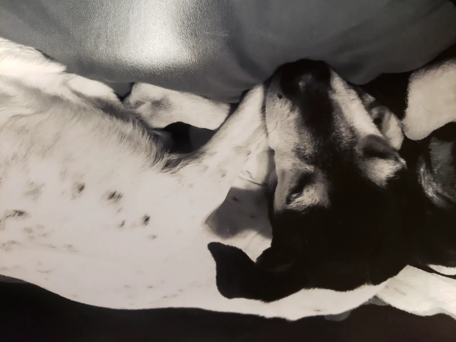 Lost dog in O Fallon, MO, 63368