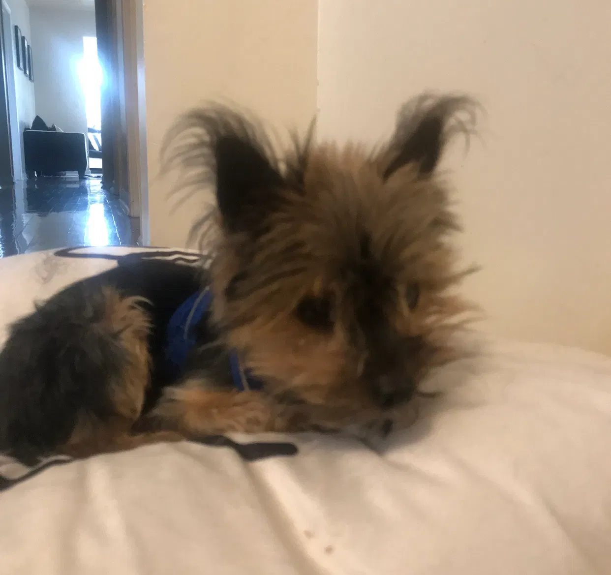 Lost dog in Chicago, IL, 60625