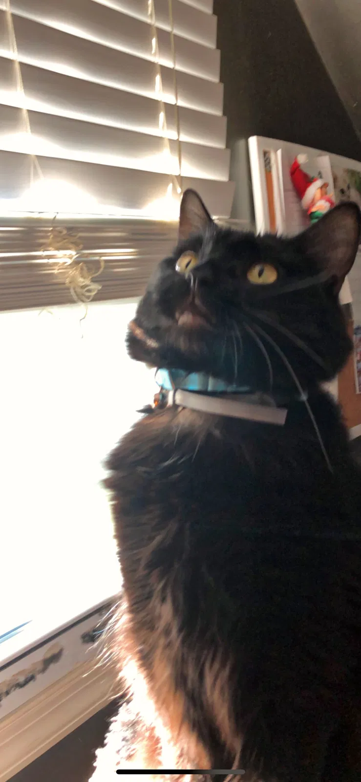 Lost cat in Glendora, NJ, 8029