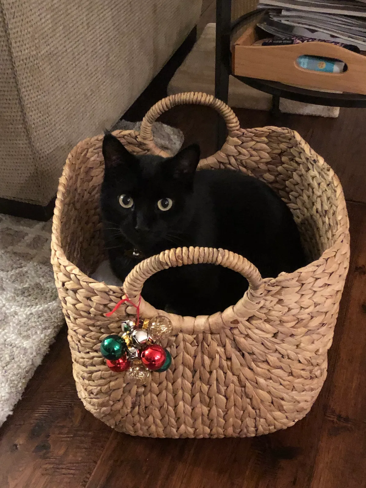 Lost cat in Roseville, CA, 95661
