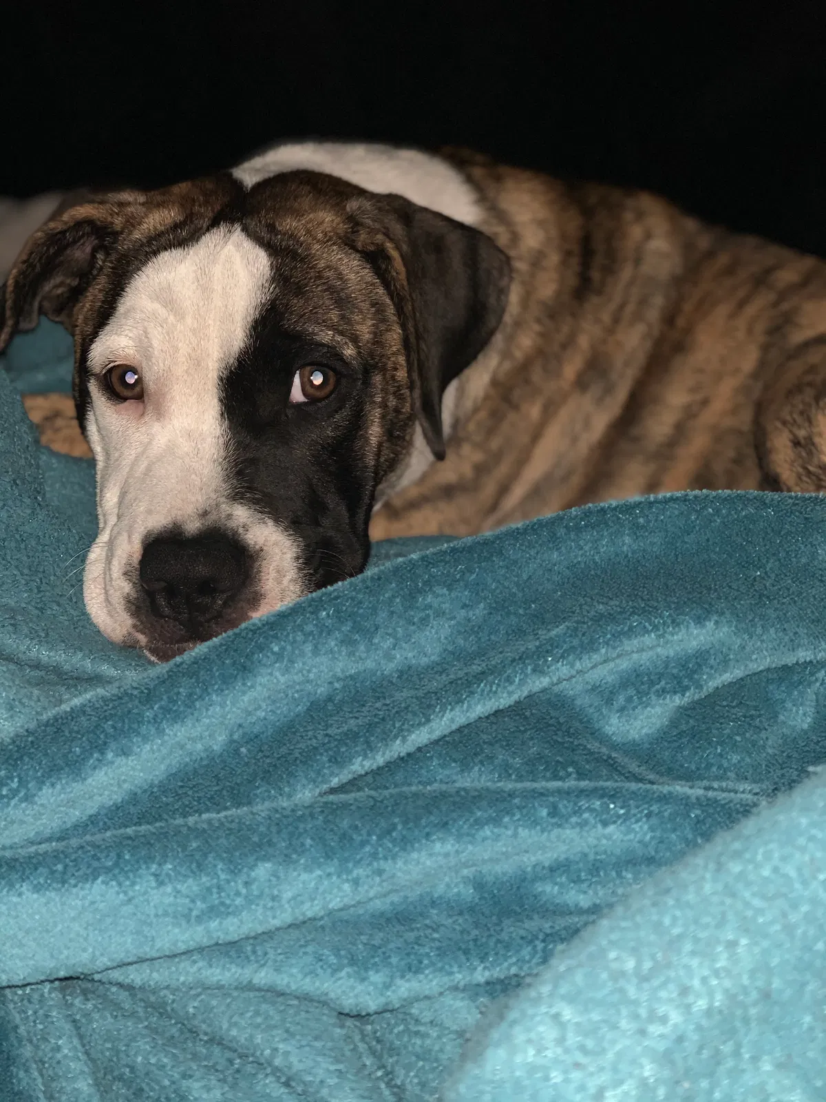 Lost dog in Kissimmee, FL, 34743