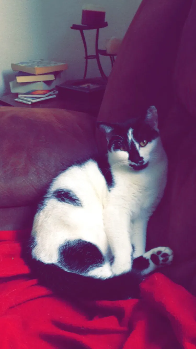 Lost cat in Orlando, FL, 32803