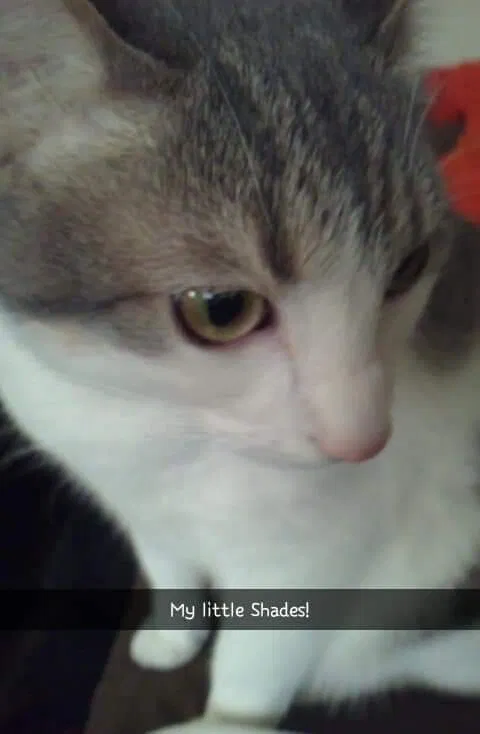 Lost cat in Covington, KY, 41011