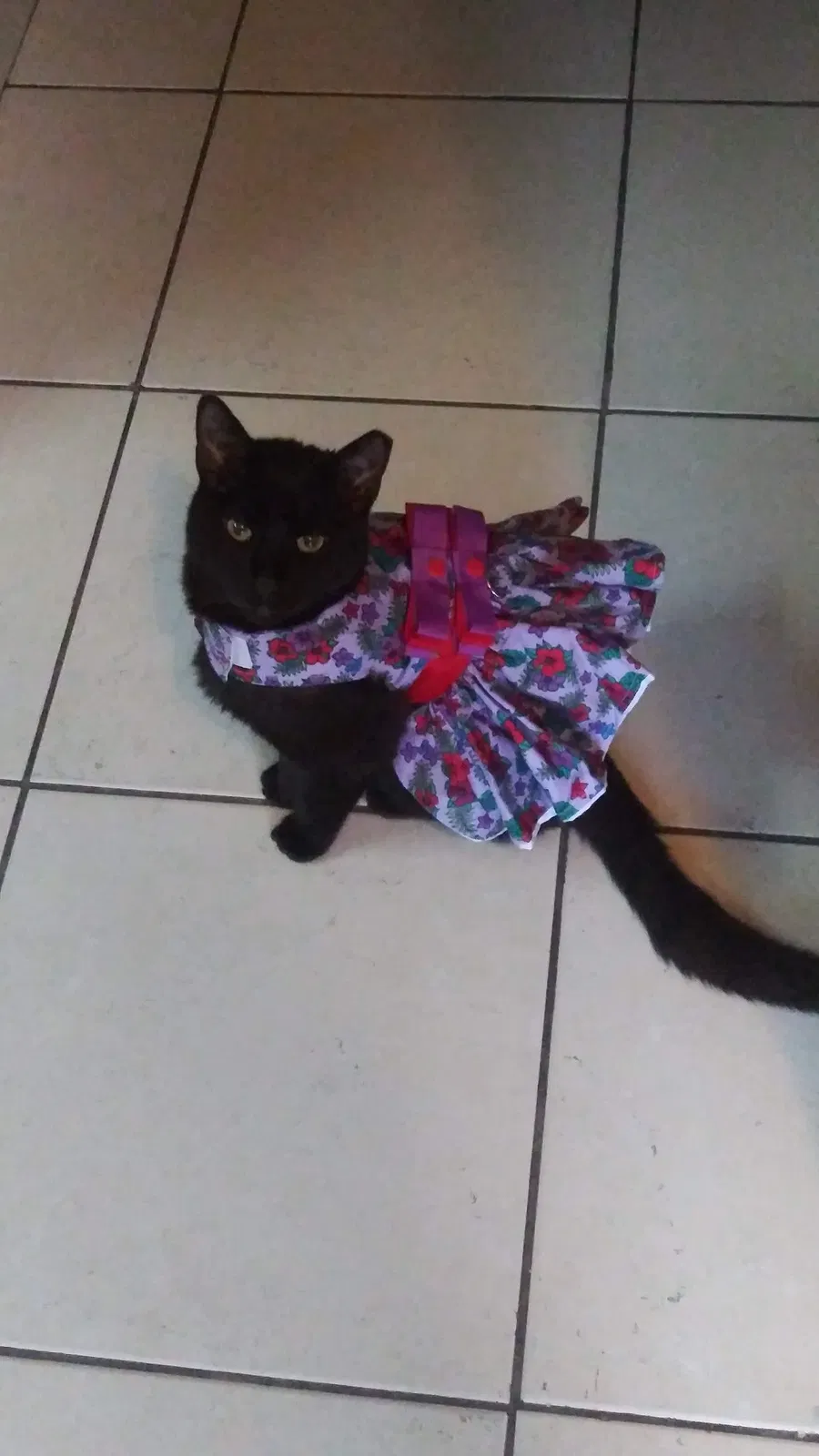 Lost cat in Hialeah, FL, 33010