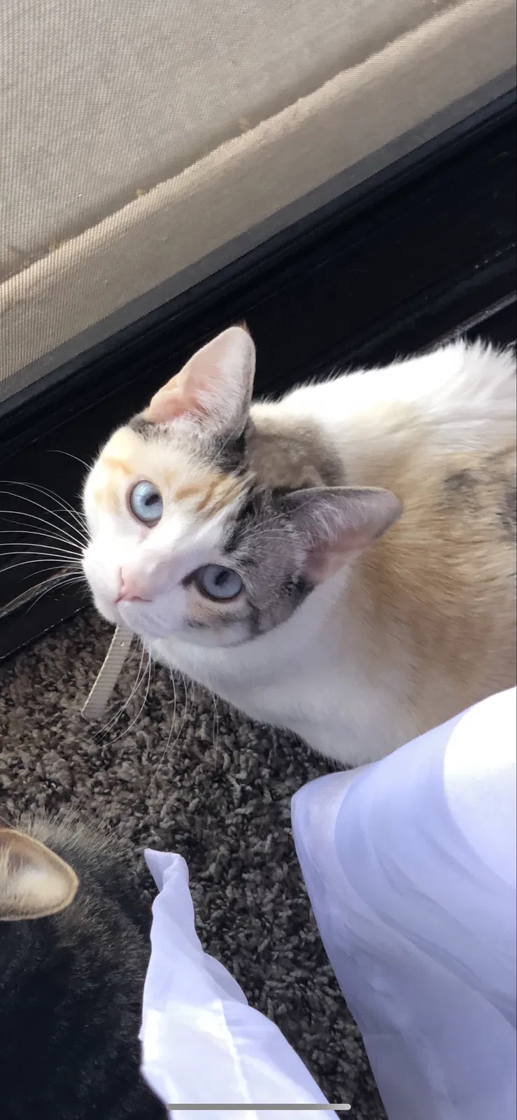 Lost cat in Tucson, AZ, 85741
