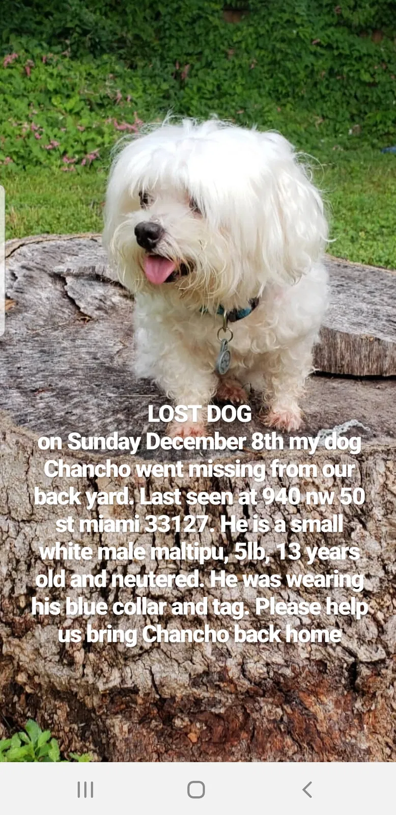 Lost dog in Miami, FL, 33127