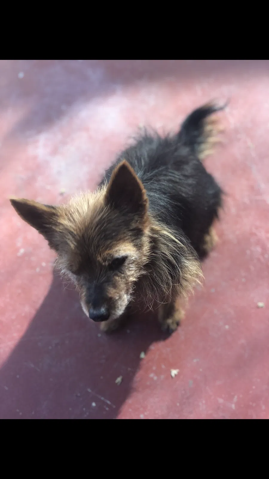 Lost dog in Claremont, CA, 91711