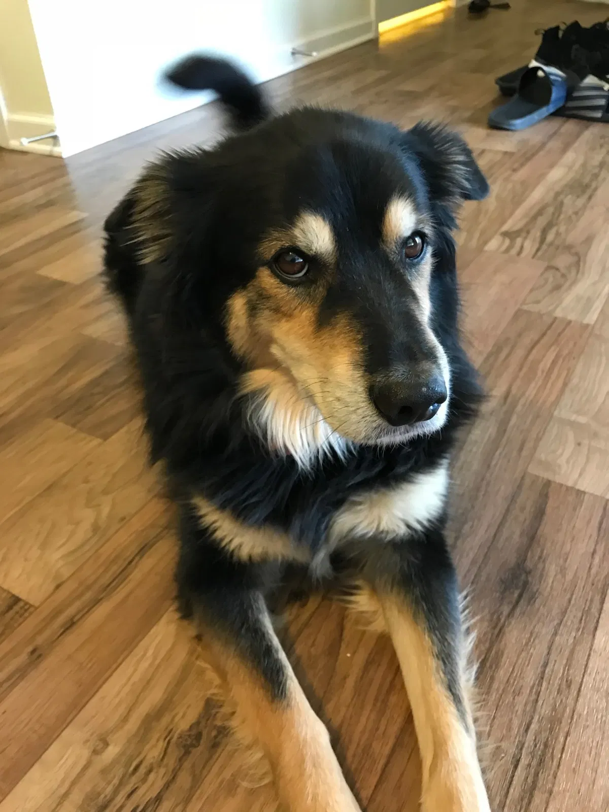 Lost dog in Littleton, CO, 80123