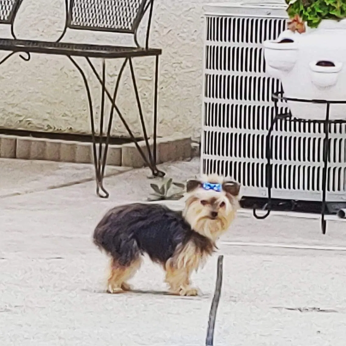 Lost dog in Vacaville, CA, 95688