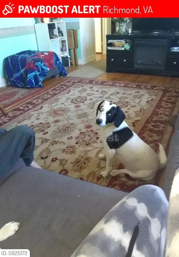 Lost dog in Richmond, VA, 23223