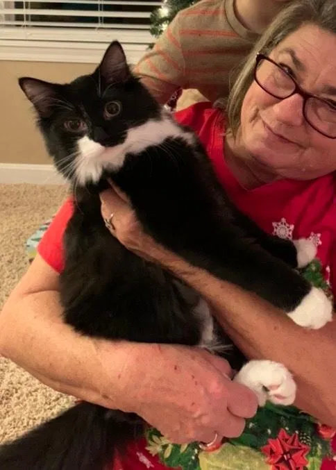 Lost cat in Batavia, OH, 45103