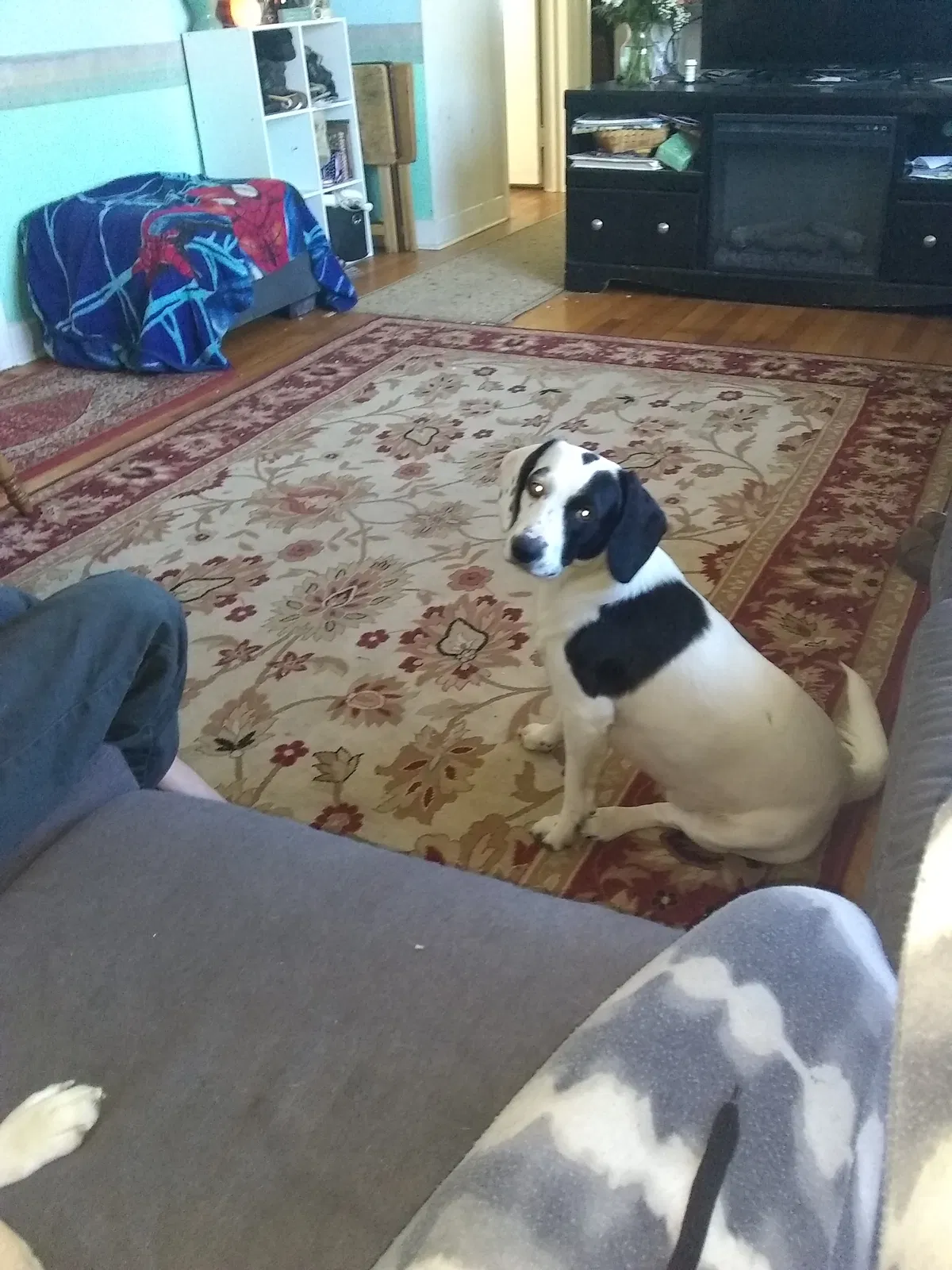 Lost dog in Richmond, VA, 23223
