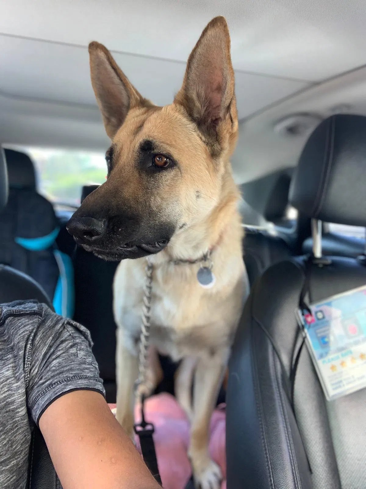 Lost dog in Tucson, AZ, 85705