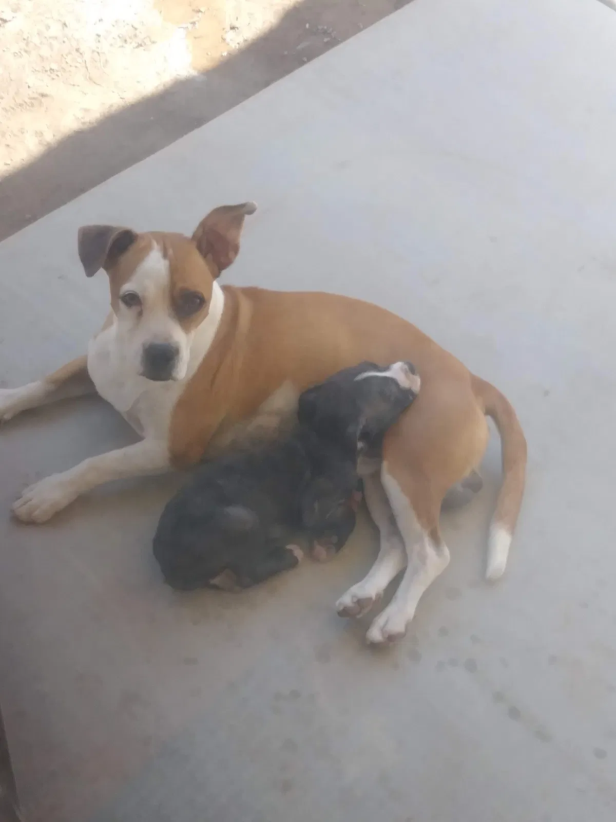 Lost dog in San Tan Valley, AZ, 85140