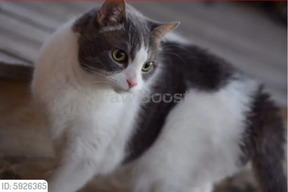 Lost cat in Broken Arrow, OK, 74014
