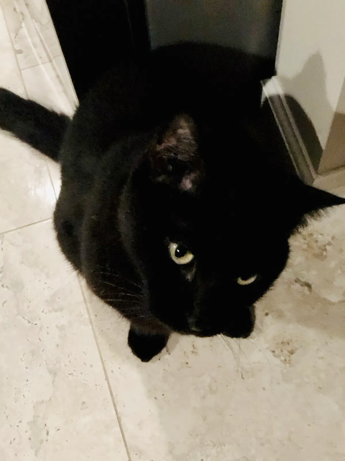 Lost cat in Jupiter, FL, 33458