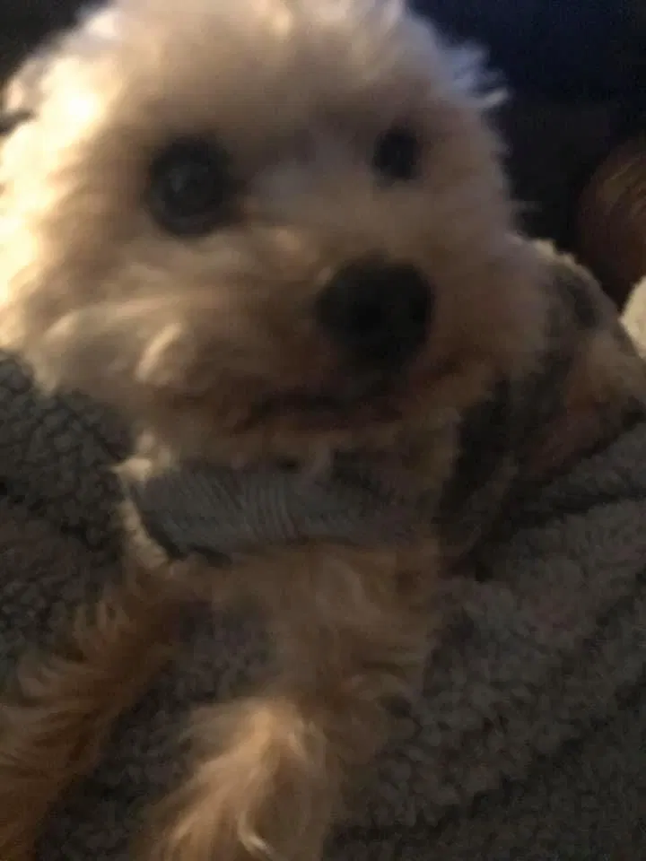 Lost dog in Kannapolis, NC, 28081