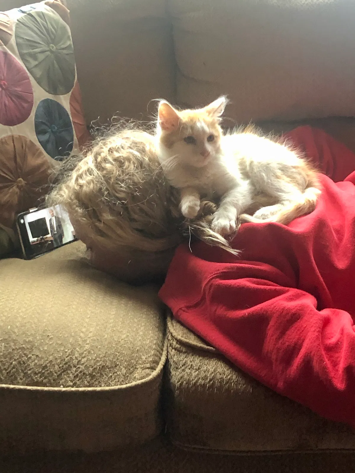 Lost cat in O Fallon, MO, 63366