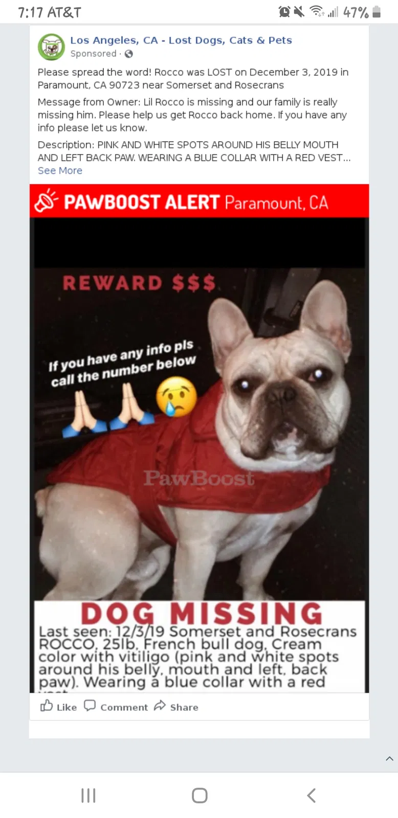 Lost dog in Paramount, CA, 90723